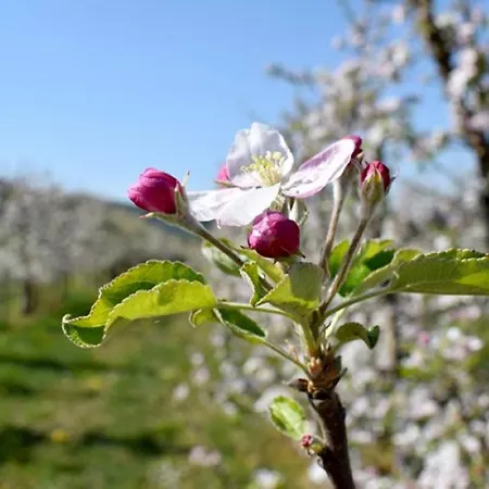Unterfrickhof * Owingen